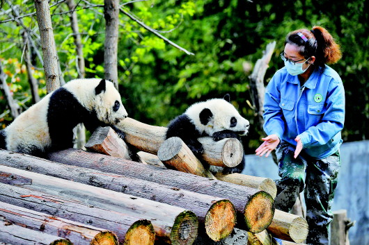 在陕西省林业科学院秦岭大熊猫繁育研究中心，工作人员与大熊猫互动。 新华社资料片